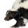 Skunk on white background