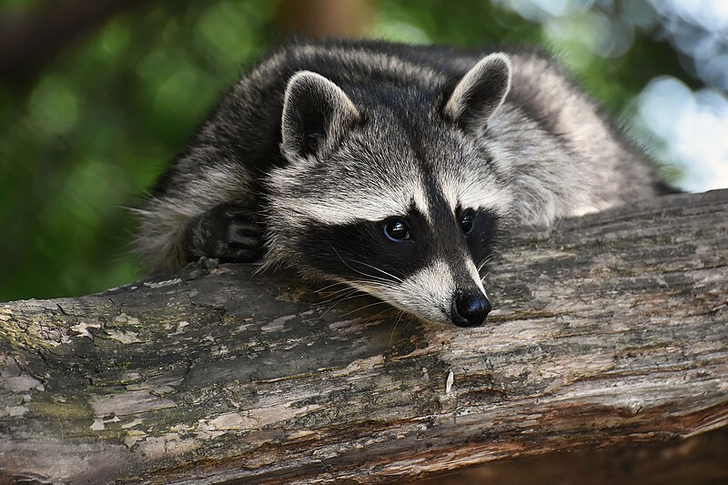 Raccoon Lifespan: How Long Does a Raccoon Live?