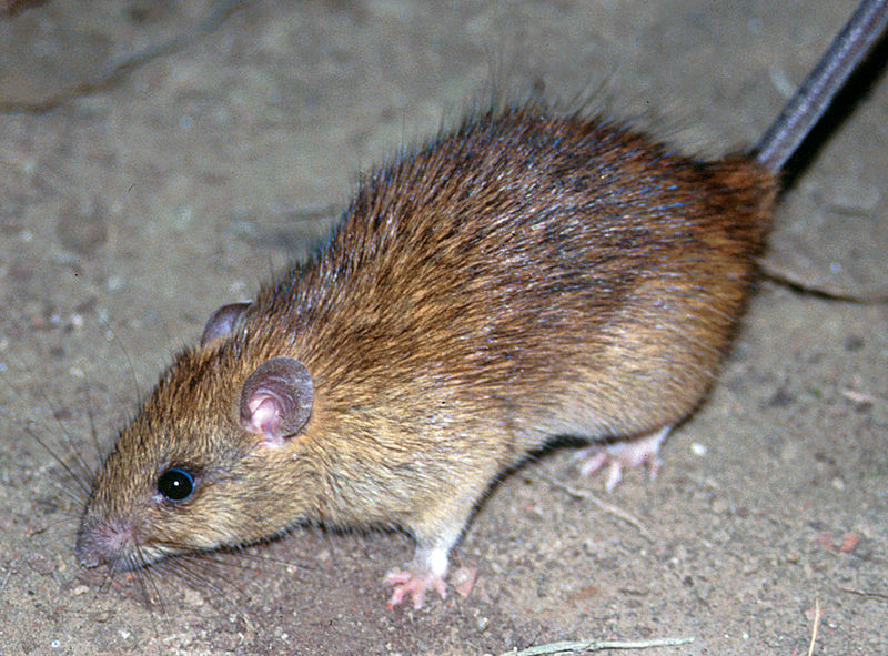 Where Did Rats Originate?