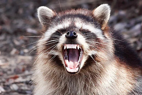 growling racoon