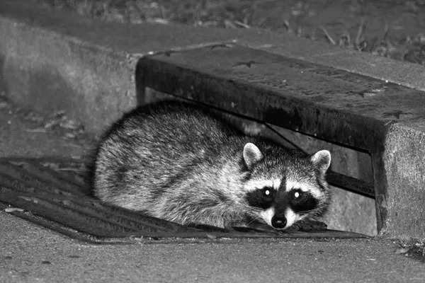 Do Raccoons Scream at Night?