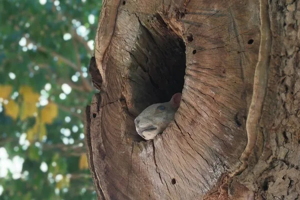 squirrel in a tree hollow