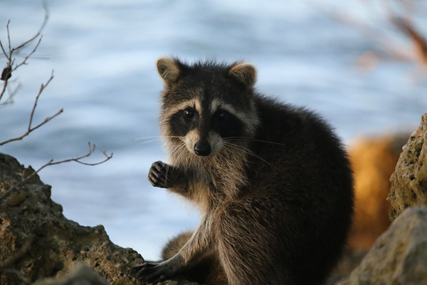 image of a raccoon