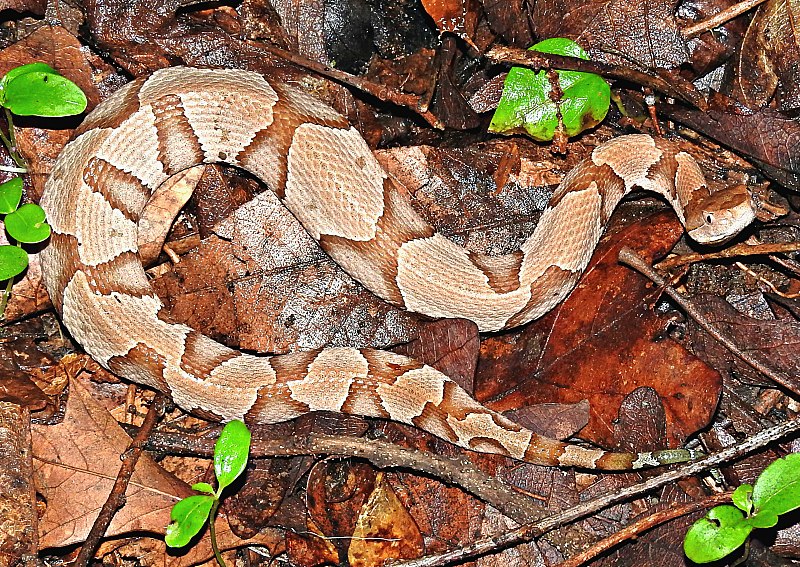 Do Copperhead Snakes Swim?