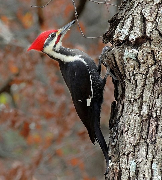 Do Woodpeckers Damage Trees?