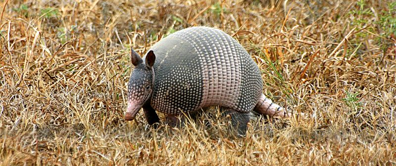 Can You Catch Leprosy from Armadillos?