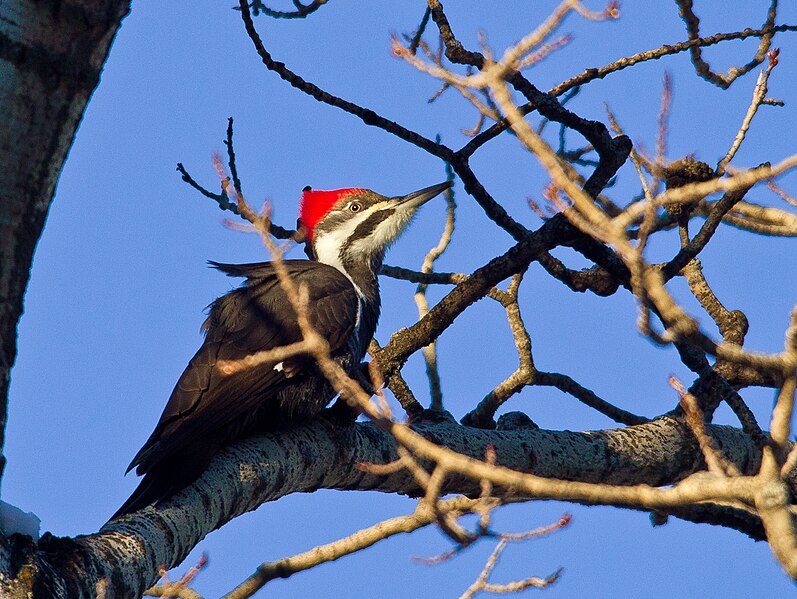 Diseases Humans Can Catch From Bird Droppings