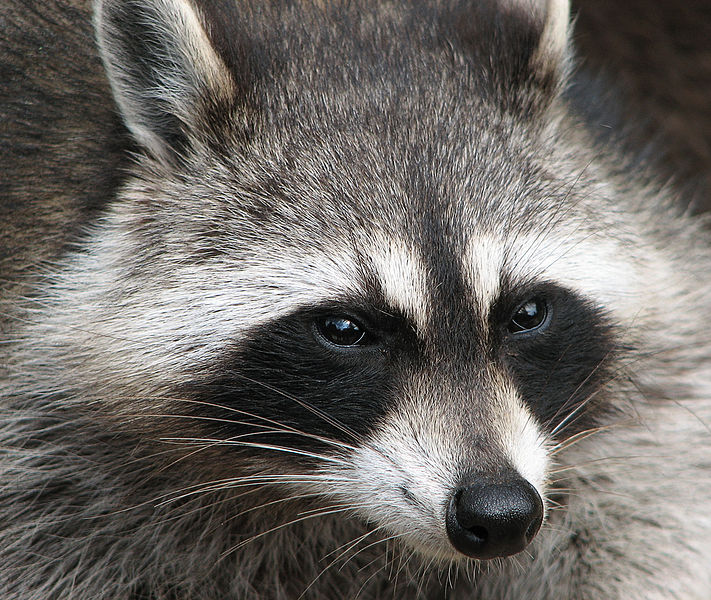 What do raccoons look like?