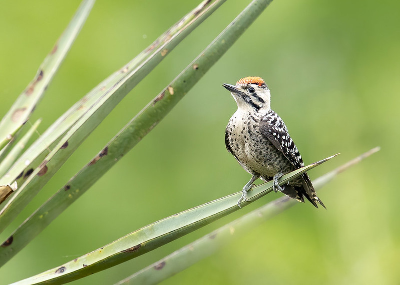 image of a woodpecker