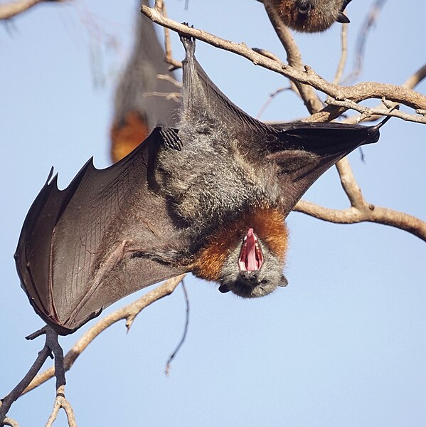 Predators of Bats