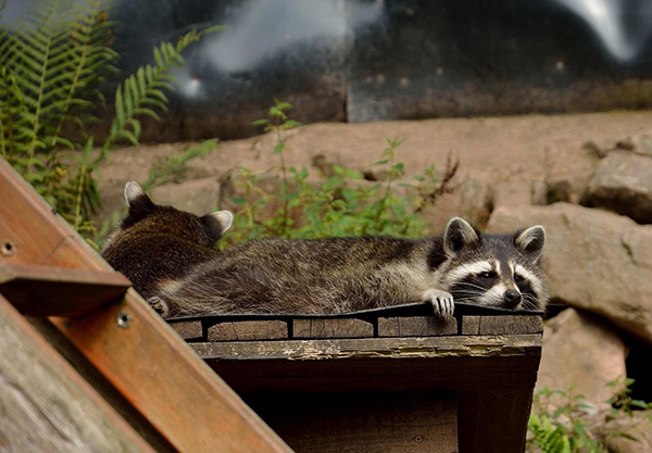 image of a raccoon