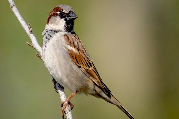 Predators of Birds