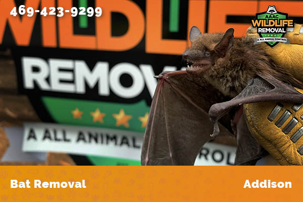 Bat Removal Addison