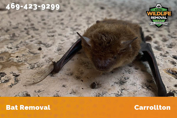 Bat Removal Carrollton