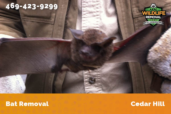 Bat Removal Cedar Hill