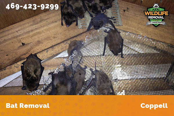 Bat Removal Coppell