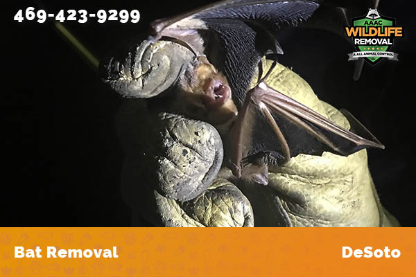 Bat Removal DeSoto