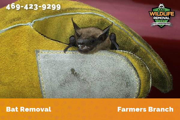 Bat Removal Farmers Branch