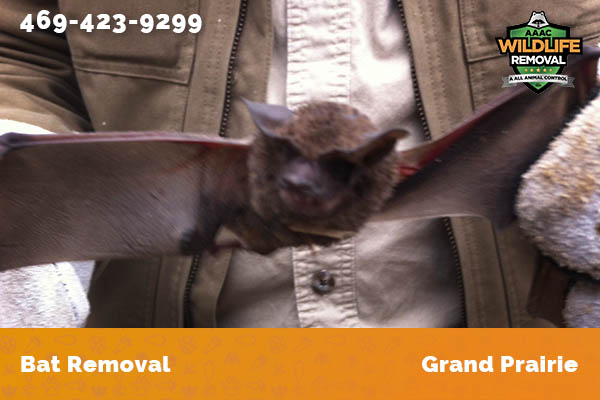 Bat Removal Grand Prairie