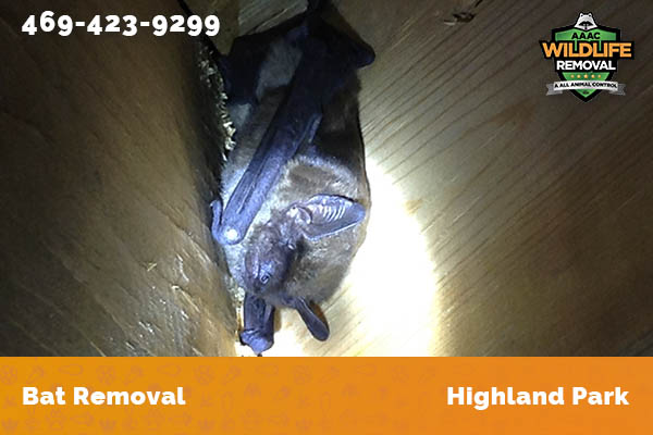 Bat Removal Highland Park