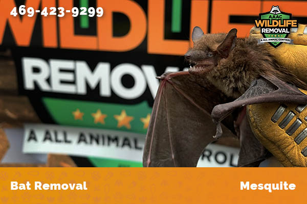 Bat Removal Mesquite