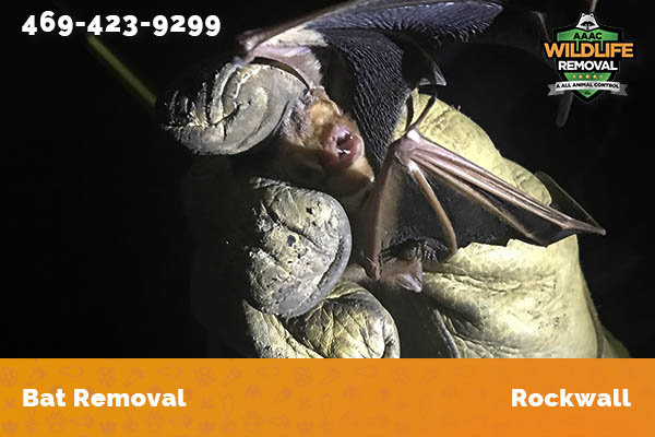 Bat Removal Rockwall