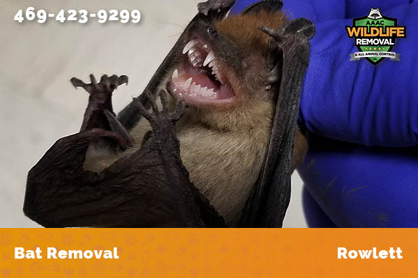 Bat Removal Rowlett