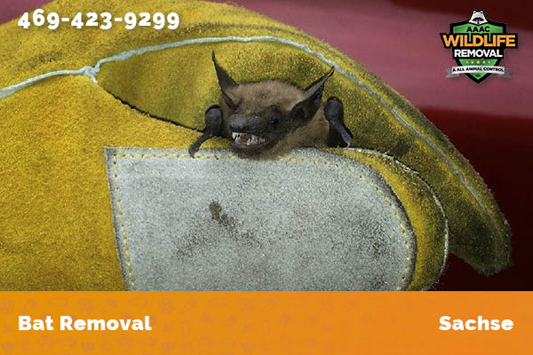 Bat Removal Sachse