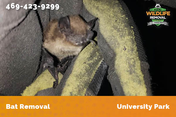 Bat Removal University Park