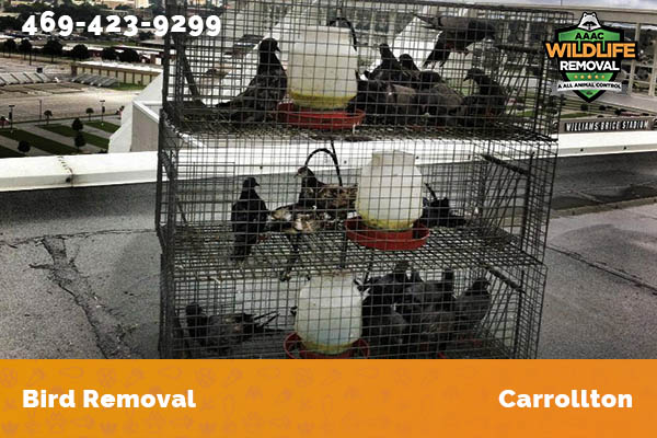 Bird Removal Carrollton