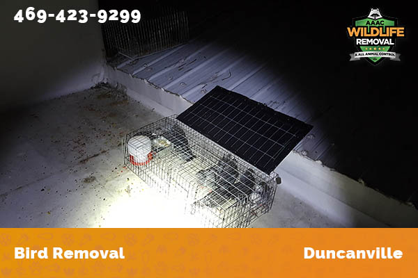 Bird Removal Duncanville