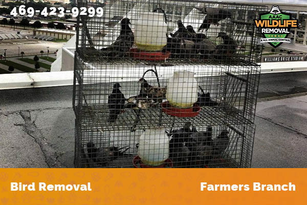 Bird Removal Farmers Branch