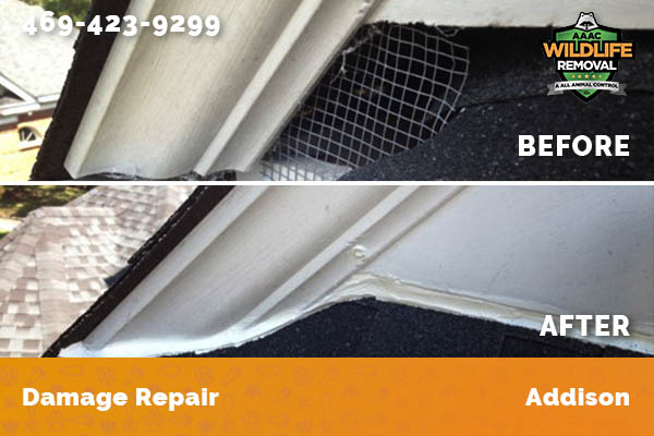 Damage Repair Addison