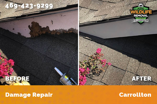 Damage Repair Carrollton