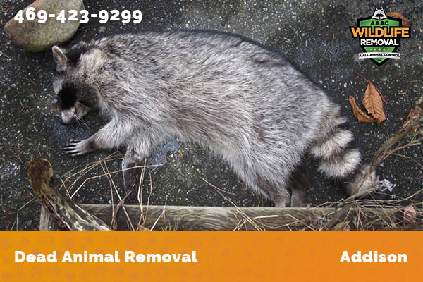 Dead Animal Removal Addison