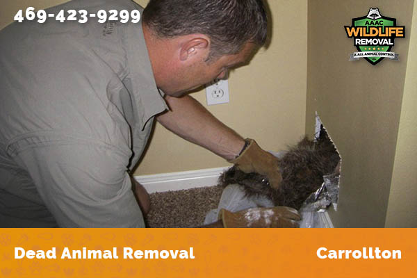 Dead Animal Removal Carrollton