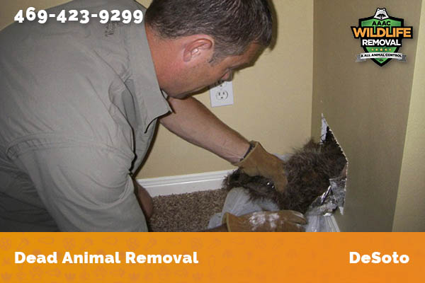 Dead Animal Removal DeSoto