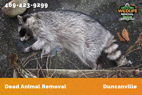 Dead Animal Removal Duncanville