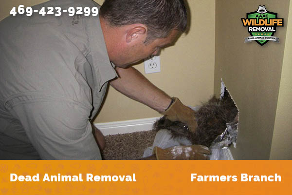 Dead Animal Removal Farmers Branch