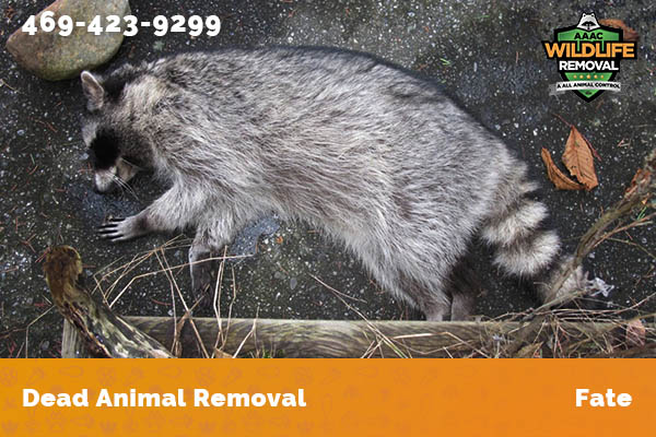 Dead Animal Removal Fate