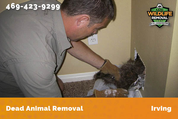 Dead Animal Removal Irving