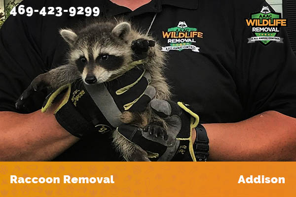 Raccoon Removal Addison