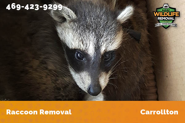 Raccoon Removal Carrollton