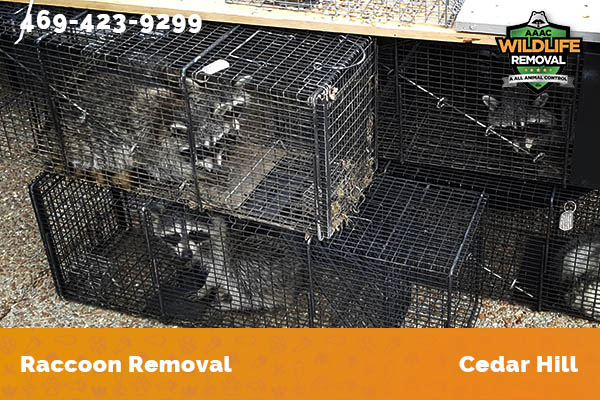 Raccoon Removal Cedar Hill