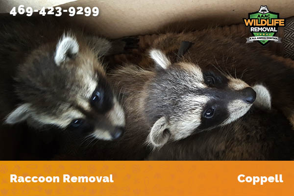 Raccoon Removal Coppell