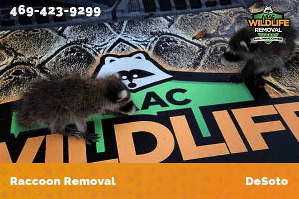 Raccoon Removal DeSoto