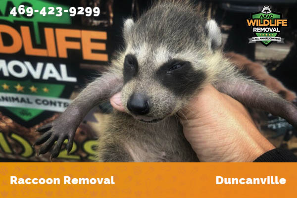 Raccoon Removal Duncanville