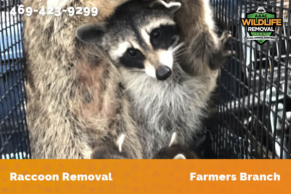 Raccoon Removal Farmers Branch