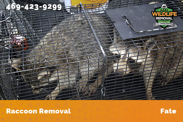 Raccoon Removal Fate