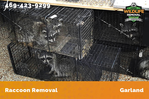 Raccoon Removal Garland